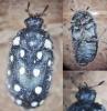 Attagenus punctatus